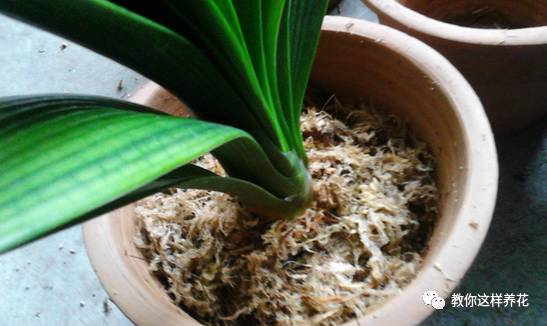 虎尾兰烂根后的花盆和土还能用吗,虎尾兰枯萎了