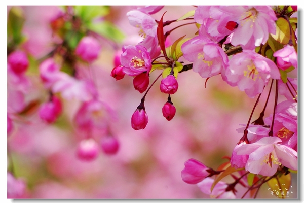 西安牡丹苑花还开着没,西安垂丝海棠哪里有卖