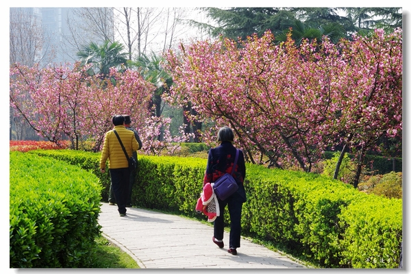 西安牡丹苑花还开着没,西安垂丝海棠哪里有卖