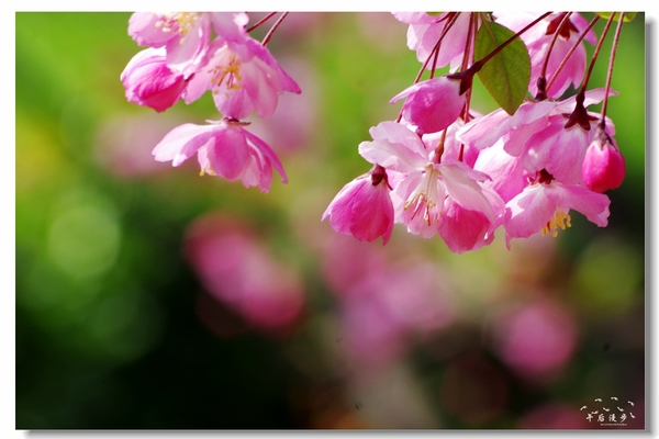 西安牡丹苑花还开着没,西安垂丝海棠哪里有卖