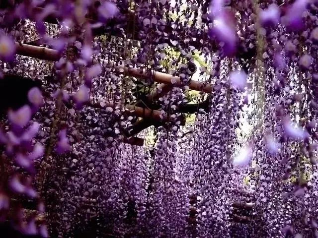 日本樱花之旅,来一场日本樱花之旅