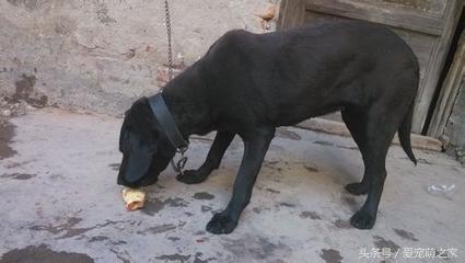 训练狗狗不乱吃地上东西视频,狗狗乱吃东西怎么教育它