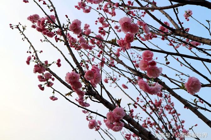不用去日本深圳就能看樱花,日本樱花必看