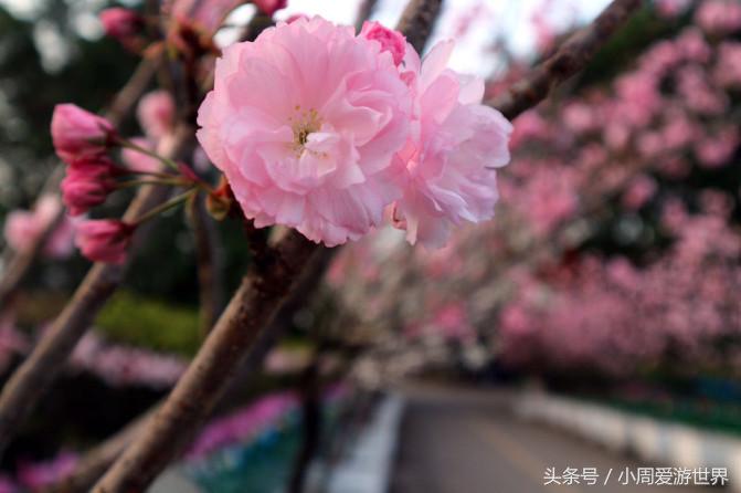 不用去日本深圳就能看樱花,日本樱花必看