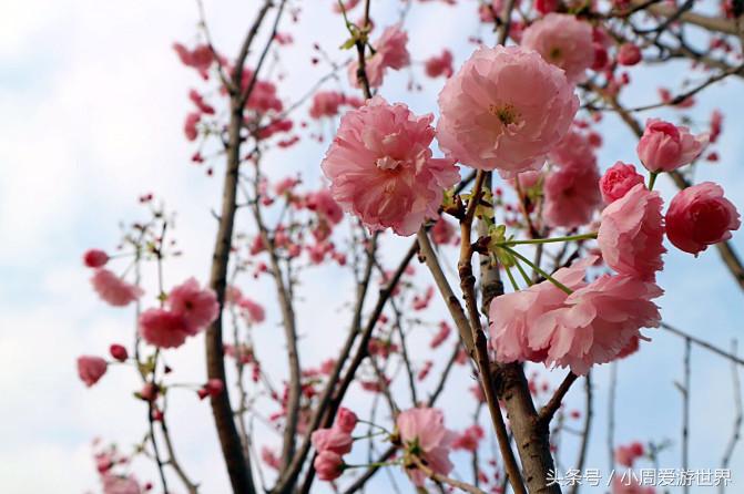 不用去日本深圳就能看樱花,日本樱花必看