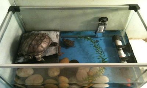 中华草龟和金钱龟混养的饲养方法,饲养小乌龟的正确方法