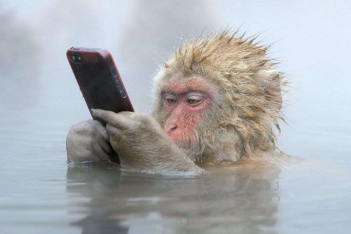 日本有一只很可爱的猴子,日本猴子玩手机