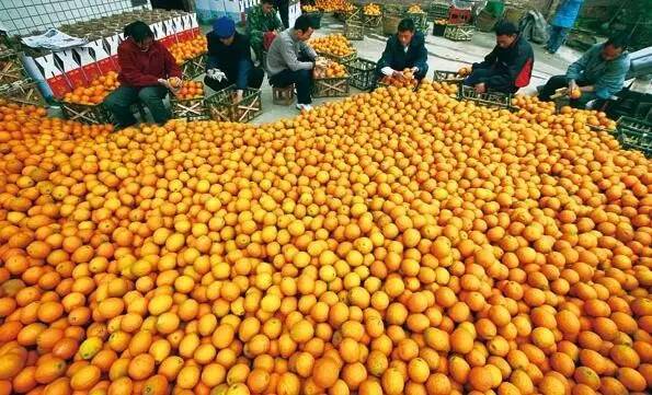 最新全国柑橘种植分布图,最新全国柑橘种植分布