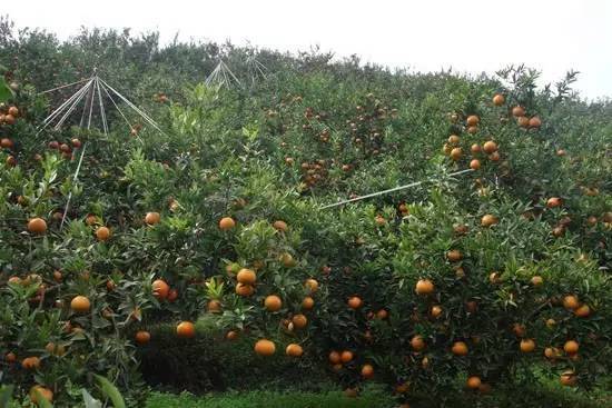 最新全国柑橘种植分布图,最新全国柑橘种植分布