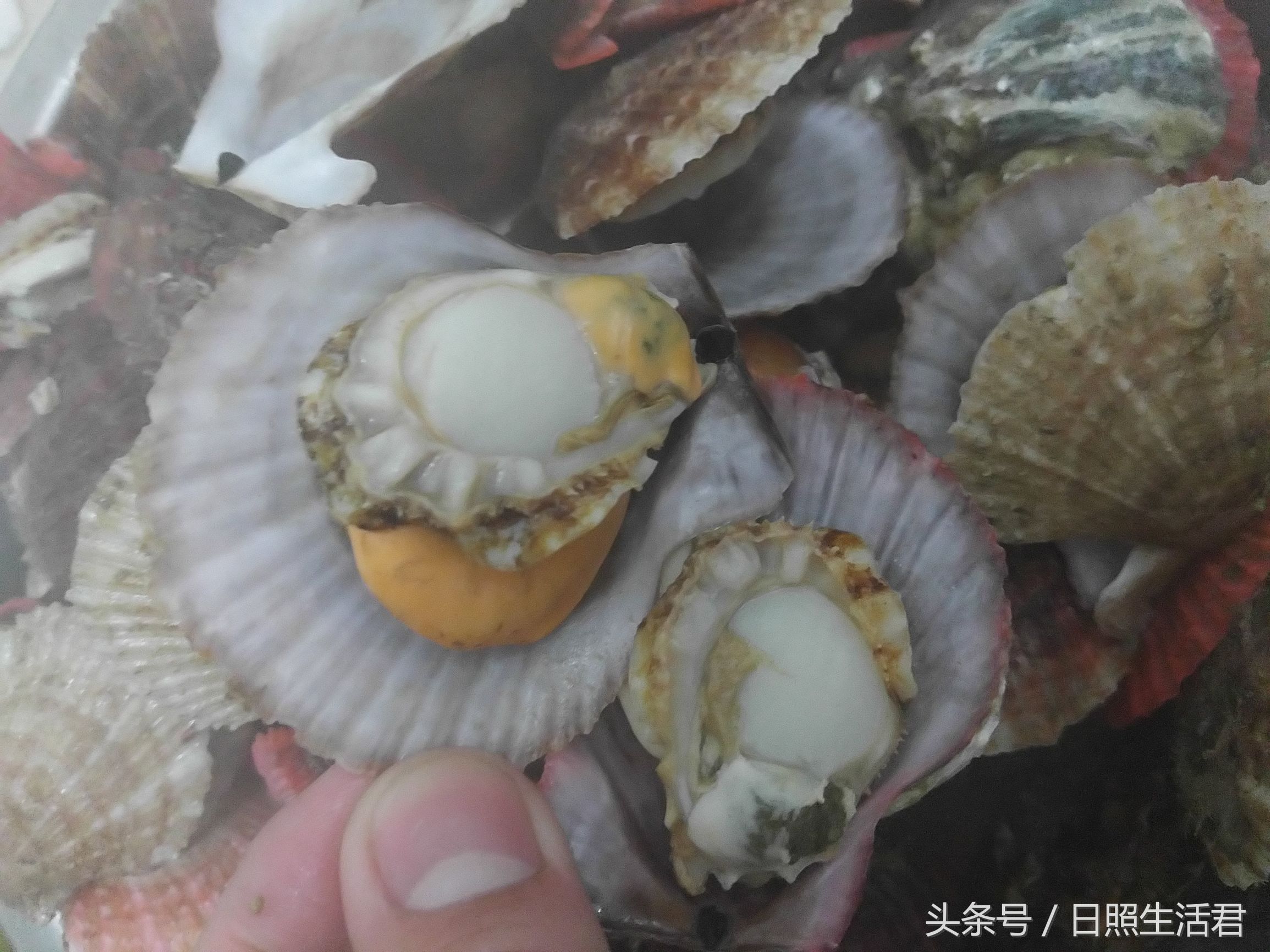 日照的海鲜还敢不敢吃了,日照的海鲜现在能不能吃