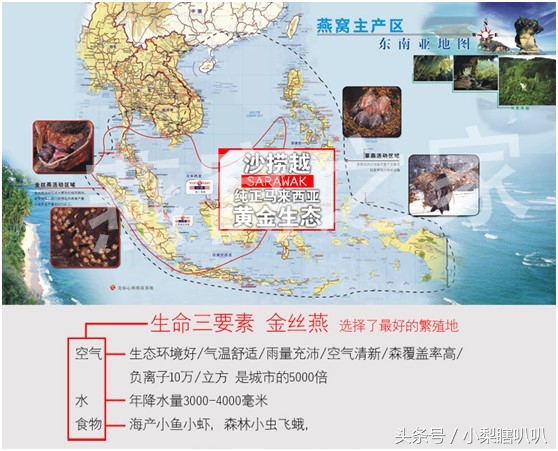 大家太热情如何幽默回应,燕窝在印尼