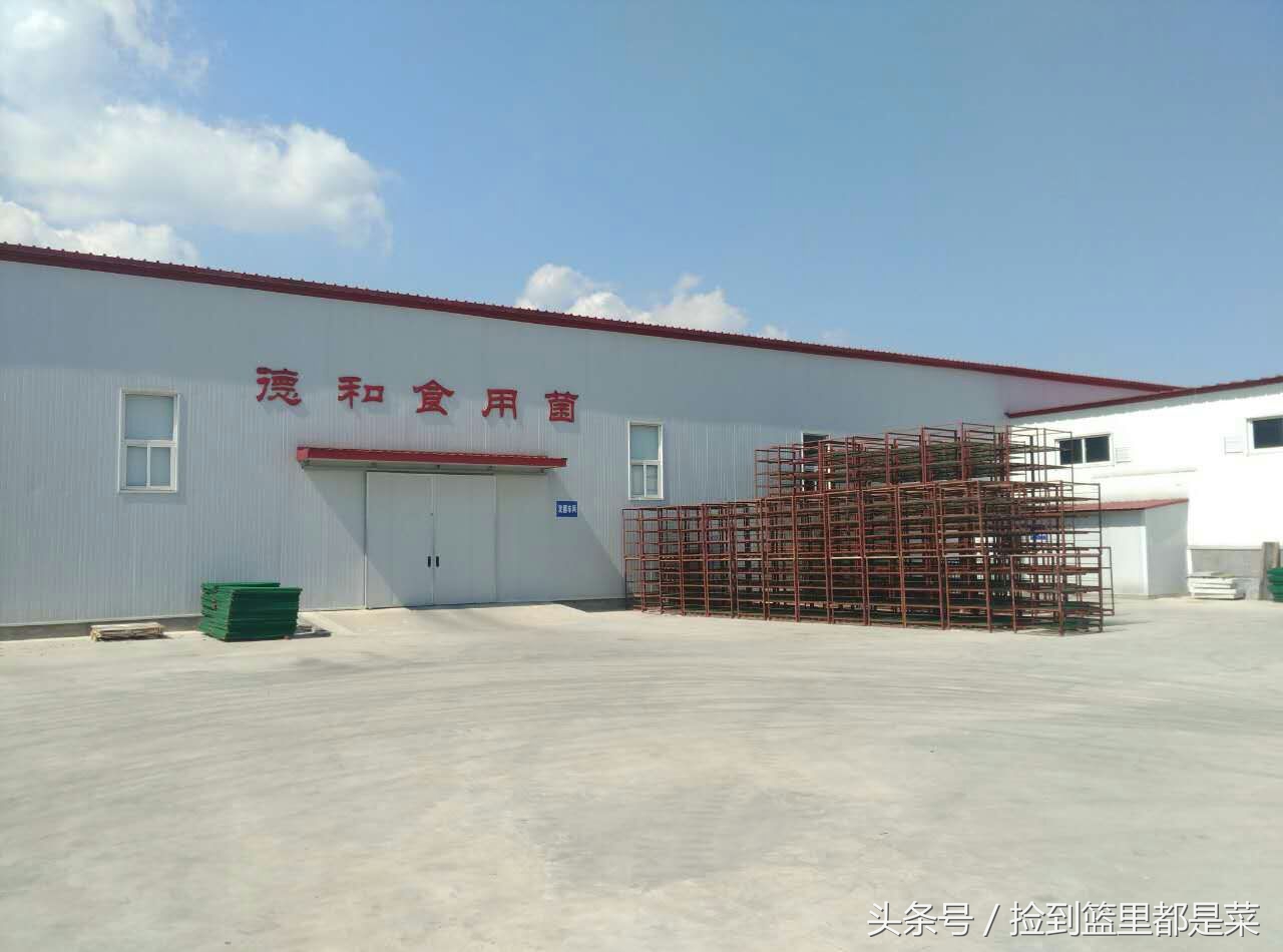 金针菇怎么解决菇湿,金针菇烂了怎么治疗