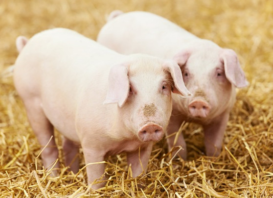 养猪小技巧:生鸡蛋治猪病,疗效好!