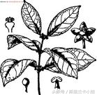 印度有没有治糖尿病的药,印度糖尿病药