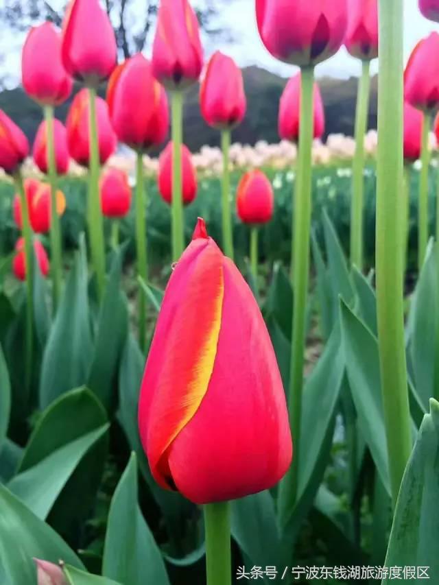 花博园红你是苹果红,我是最正中国红!