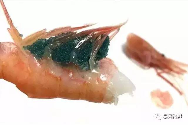 全球最优质的北极甜虾,正宗日本北极虾