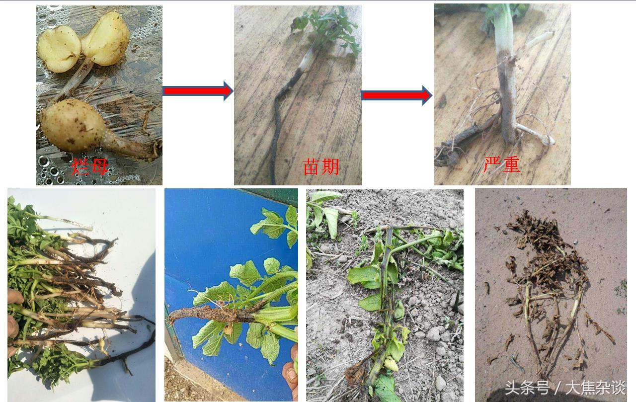 马铃薯黑茎病和黑胫病的治疗时间,大焦子讲植保