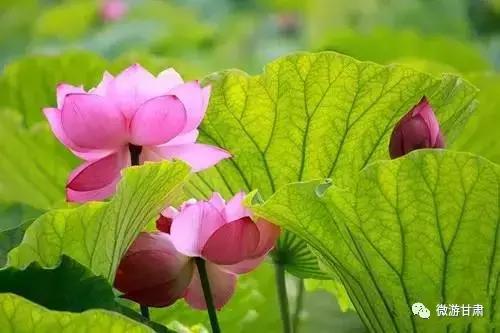 甘肃陇南成县最好玩的地方,陇南大美成州全景图