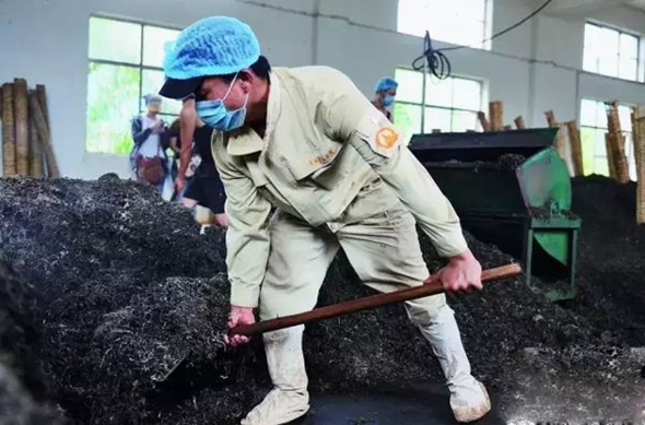 揭露普洱茶老茶真相,揭秘茶行业内幕