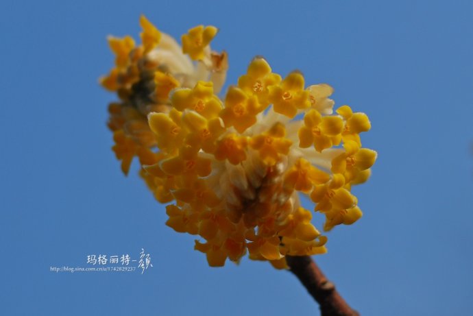 植物美图欣赏,仙气十足的植物图片