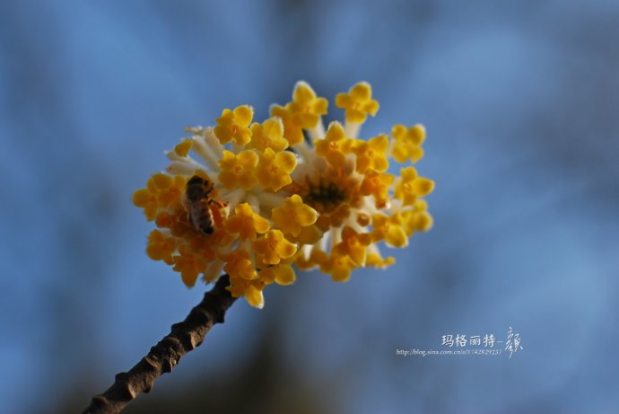 植物美图欣赏,仙气十足的植物图片