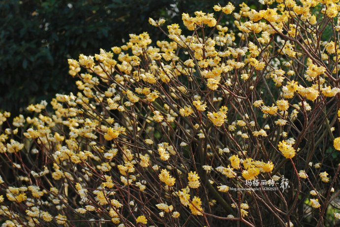 植物美图欣赏,仙气十足的植物图片