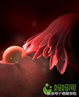 孕期1到40周胎儿发育全过程,胎儿发育40周全过程动态画