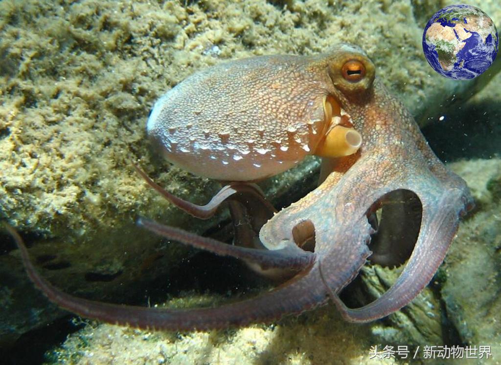 章鱼八爪鱼鱿鱼墨鱼乌贼怎么区分,吃货们知道鱿鱼章鱼乌贼的区别吗