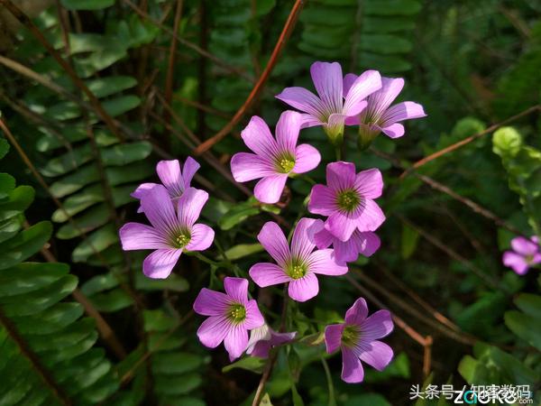 红米4x好不好用,红米4x是最新版的吗