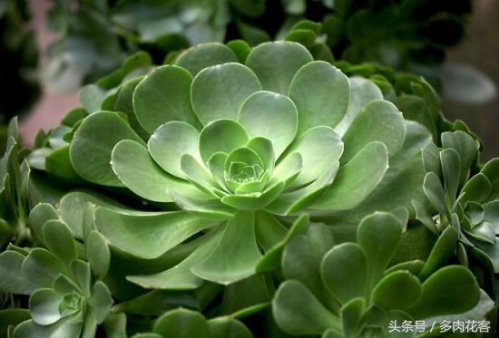 多肉植物百科之蒂亚,多肉植物小百科图片