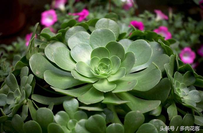 多肉植物百科之蒂亚,多肉植物小百科图片