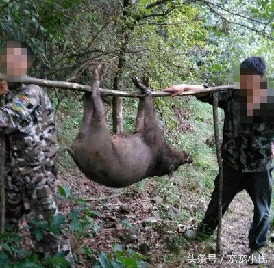 下司犬上山捕猎视频,正宗下司犬捕猎过程