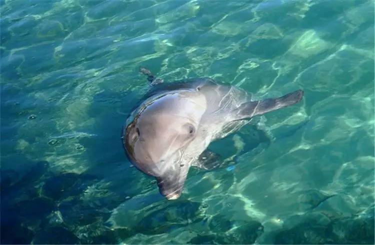 刘强东与奶茶妹妹的婚礼举办地大堡礁到底有多美？自己去看！