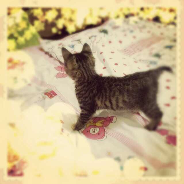 养猫的铲屎日记,养猫日记冻干猫粮