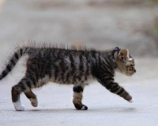 养猫的铲屎日记,养猫日记冻干猫粮