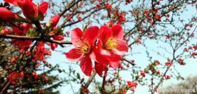 只剩最后几天，还不赶紧赏花！小心后悔一年！