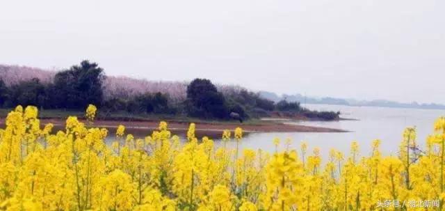 只剩最后几天，还不赶紧赏花！小心后悔一年！