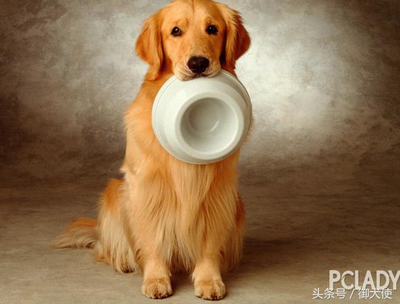 正确训练金毛的方式,如何训练狗狗定点大小便金毛