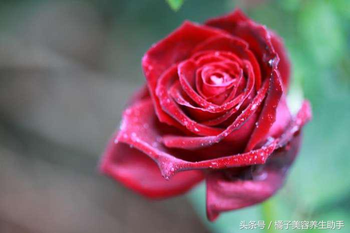 台湾人健脾养颜食谱,养颜食品推荐