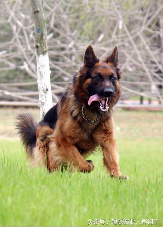 怎么训练德牧凶猛,如何把德牧训的特别猛