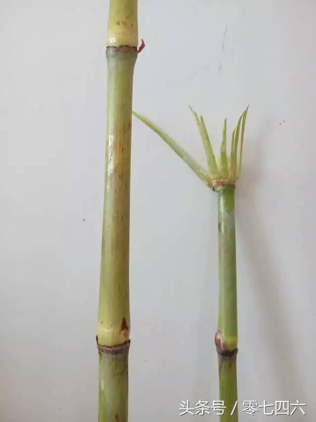 都市丽人回村日记,女白领回乡创业日记