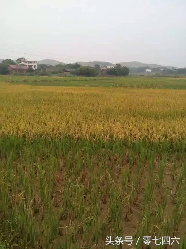 都市丽人回村日记,女白领回乡创业日记