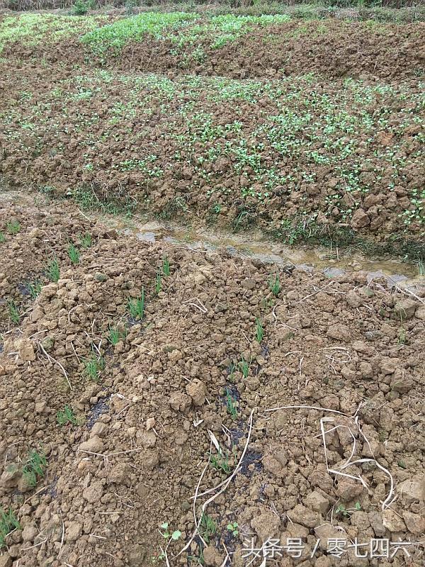 都市丽人回村日记,女白领回乡创业日记