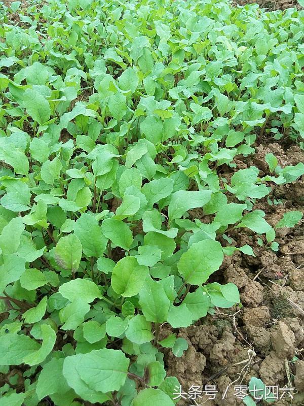 都市丽人回村日记,女白领回乡创业日记
