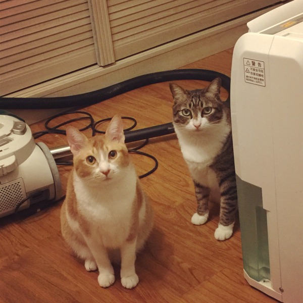 怎么从猫粮过渡到自制猫饭,自制猫饭能替代猫粮吗