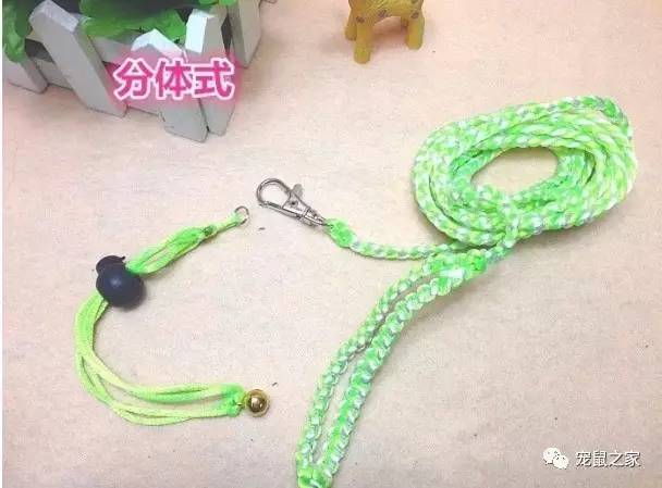 荷兰猪外出郊游，操心的事太多，其实只要做到这几点就可以了