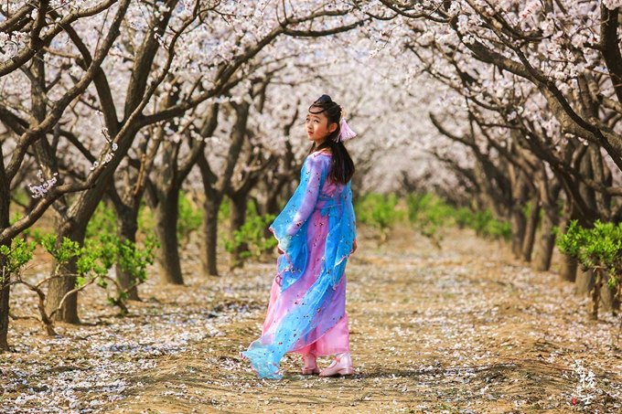 五彩小花童，在杏花从中上演三生三世！