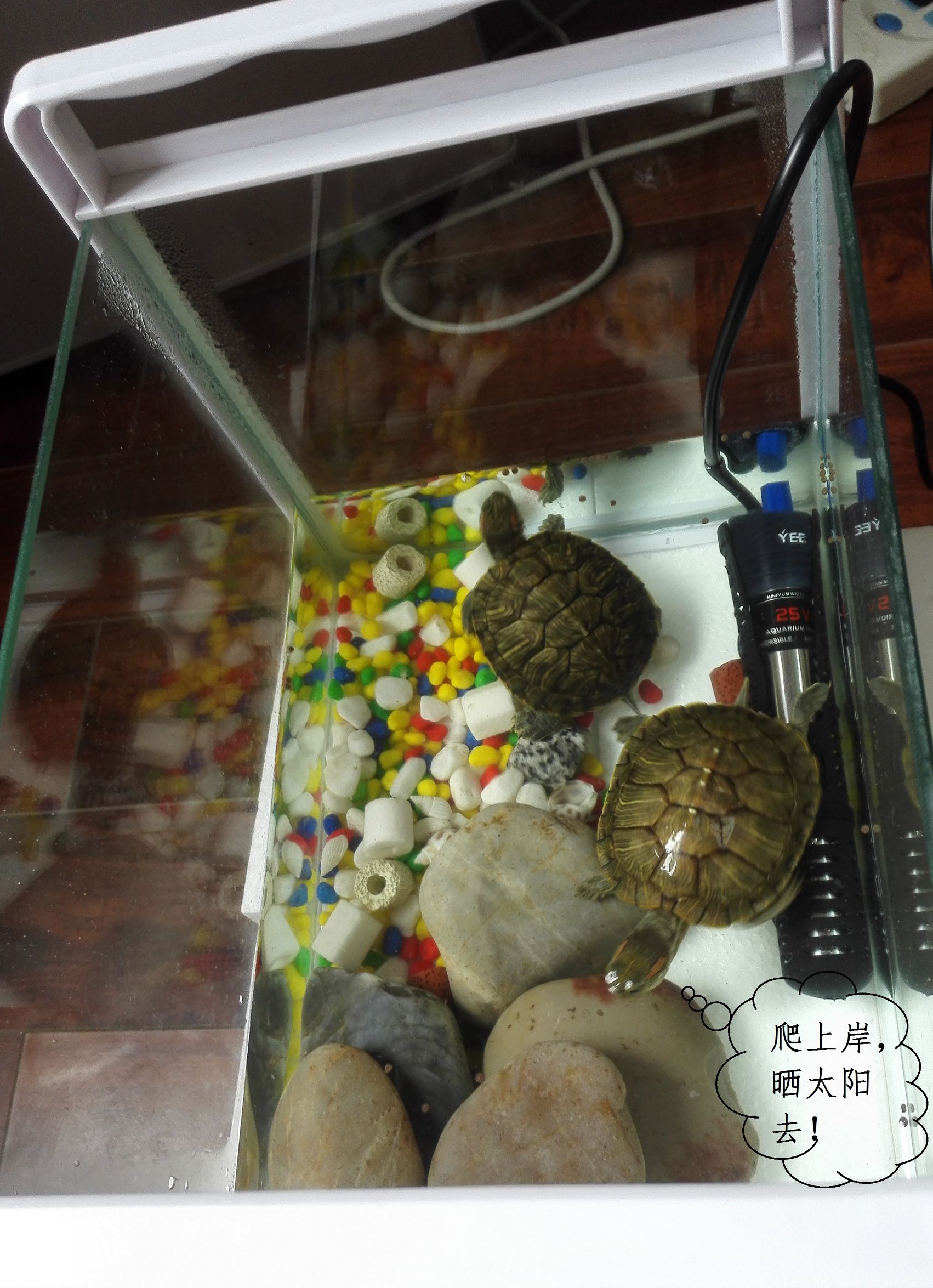 巴西龟小龟怎么养详细介绍,养龟入门如何养好一只巴西龟