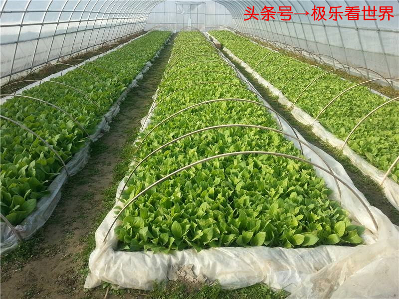 湖南哪里烤烟最多,湖南最大的烤烟基地