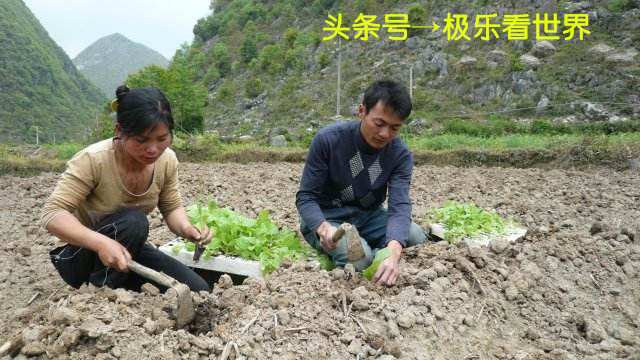 湖南哪里烤烟最多,湖南最大的烤烟基地